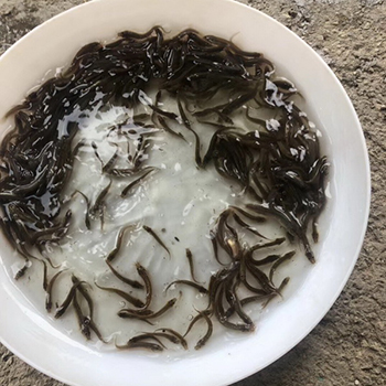 加州鱸魚苗標粗循環水處理系統